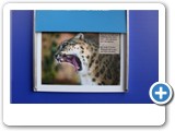 leopard_1